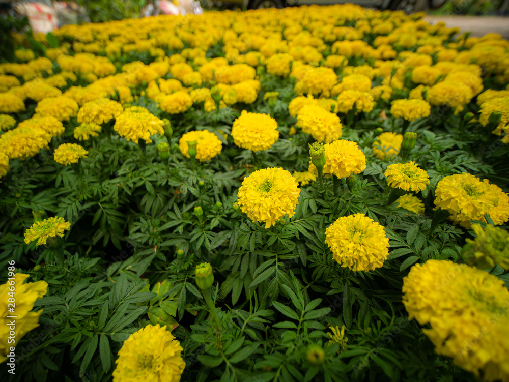 Yellow Marigold Flowers Blooming