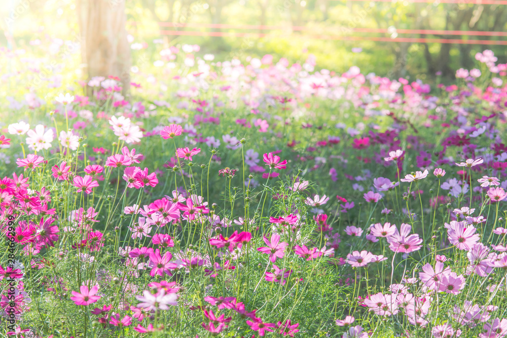 Soft, selective focus of Cosmos, blurry flower for background, colorful plants Soft, selective focus of Cosmos, blurry flower for background, colorful plants