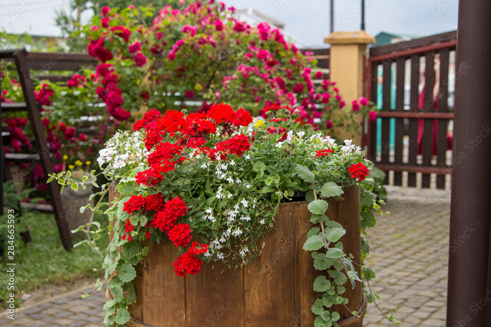 barrel with flowers,wooden barrel with red flowers on the street