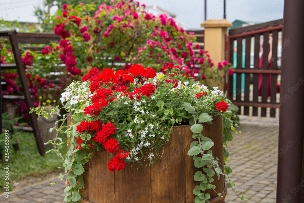 barrel with flowers,wooden barrel with red flowers on the street barrel with flowers,wooden barrel with red flowers on the street