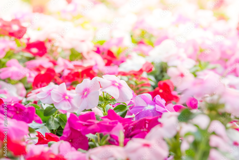 Vinca rosea flowers blossom in the garden, foliage variety of colors flowers, selective focus Vinca rosea flowers blossom in the garden, foliage variety of colors flowers, selective focus