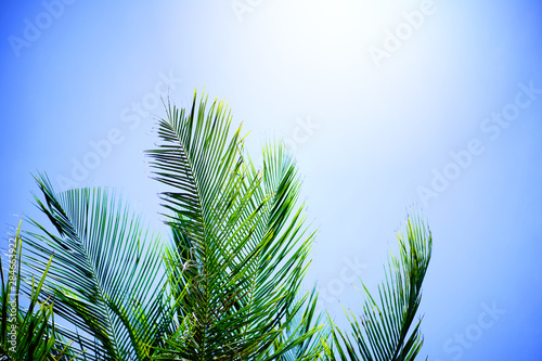 Leaves of coconut tree sunny weather on a background of blue sky 