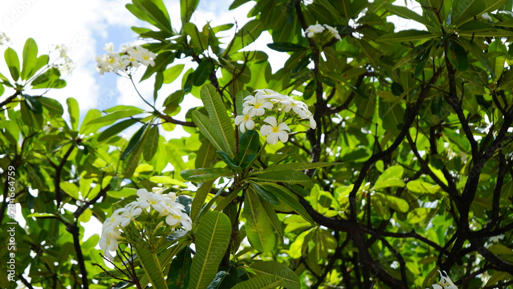 Hawaiian White Flowers