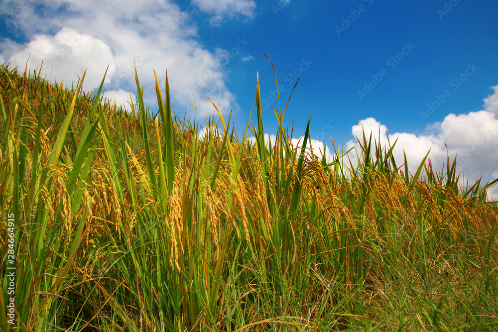 Fototapeta premium Longji Rice Terraces