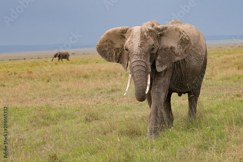 portrait of an elephant in kenya