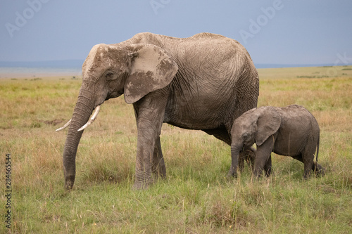 side view of mother and baby elephant