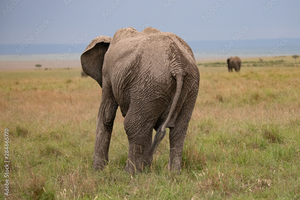 Obraz premium large elephant walking away from camera