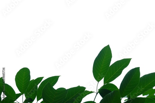 Fototapeta Naklejka Na Ścianę i Meble -  Tropical tree leaves on white isolated background for green foliage backdrop 