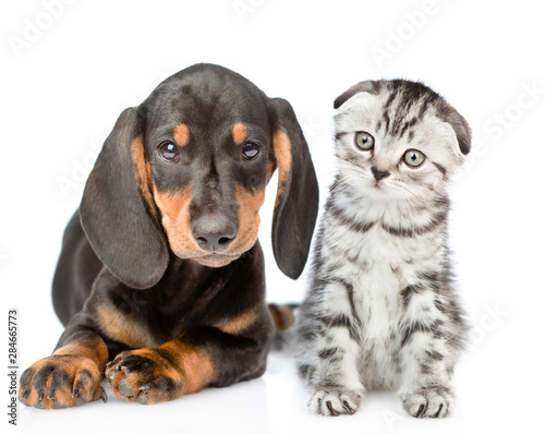 Dachshund puppy and tabby kitten sitting together. isolated on white background