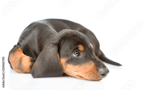 Sad dachshund puppy looking up. isolated on white background