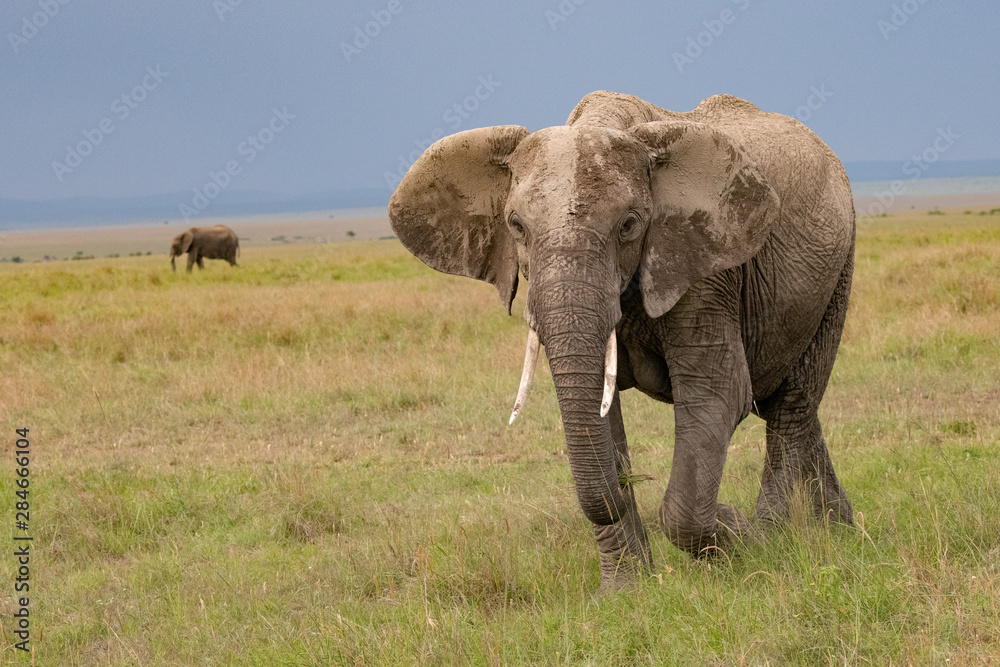 Mud covered elephant in kenya