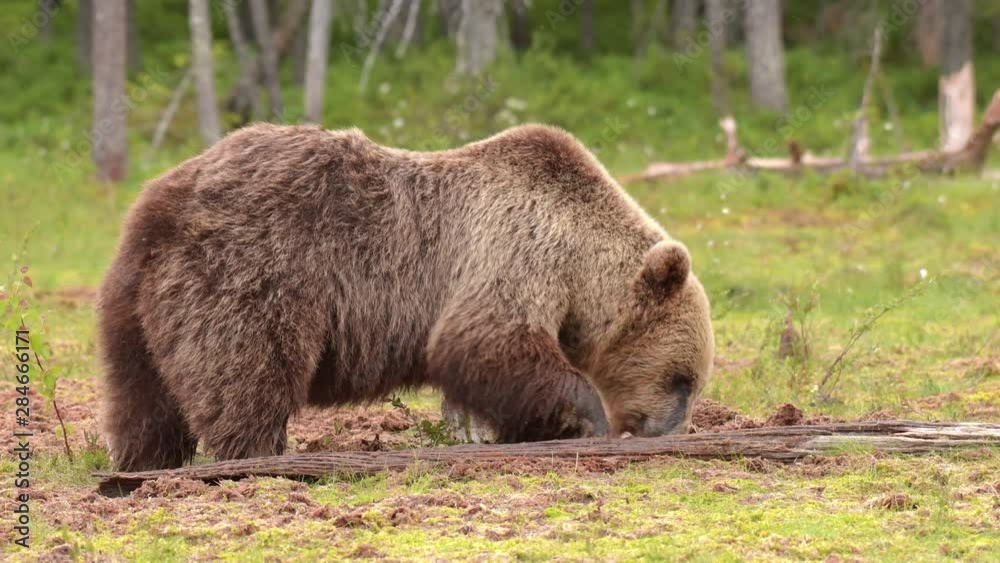 Big brown bear is digging the bog trying to find something to eat Big brown bear is digging the bog trying to find something to eat