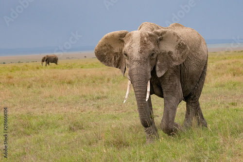 Mud covered elephant in kenya