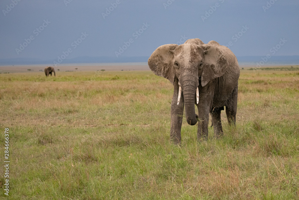 elephant in Masai Mara, kenya against a dark sky