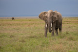 elephant in Masai Mara, kenya against a dark sky