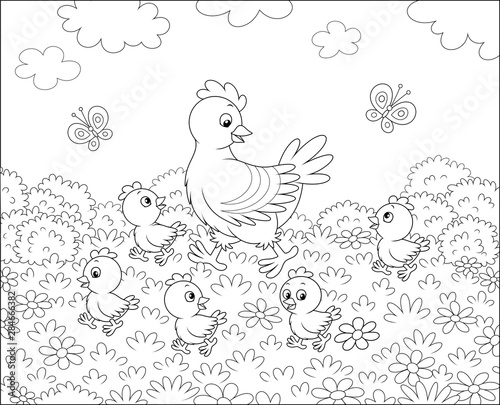 Hen with little chicks walk...