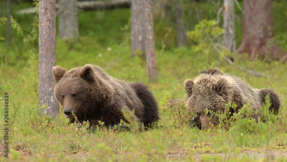 Two young brown bears are lying down on the swamp and eat whatever they find Two young brown bears are lying down on the swamp and eat whatever they find