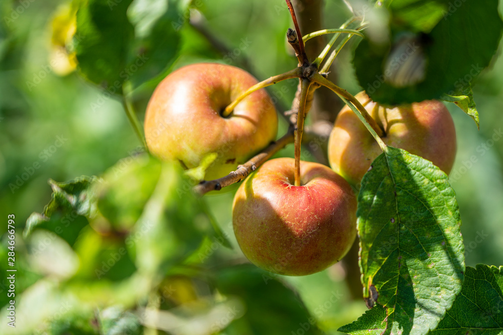 Branch of ripe apples on tree in garden. Sweet apples on tree in fruit garden Branch of ripe apples on tree in garden. Sweet apples on tree in fruit garden