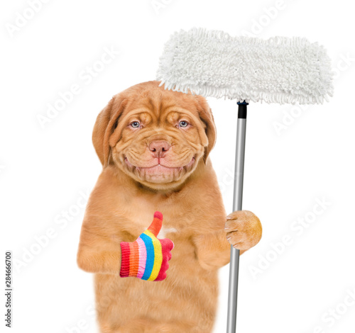 Smiling puppy holding mop in his paw and showing thumbs up. isolated on white background photo