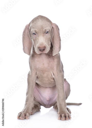 Weimaraner puppy sitting in front view and looking down. isolated on white background