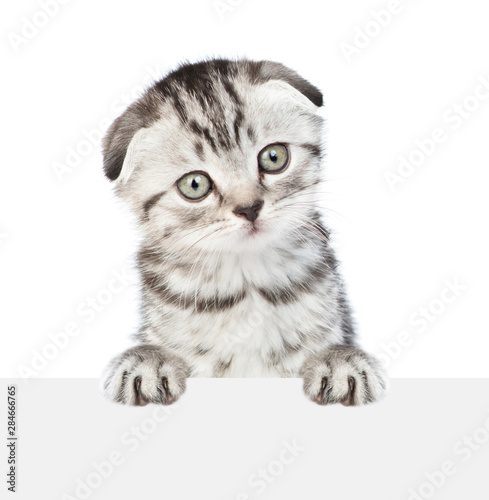 Tabby kitten above white banner. isolated on white background