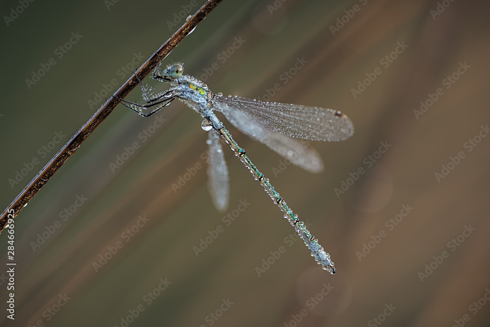 Dew-covered emerald damselfly on its morning twig Dew-covered emerald damselfly on its morning twig