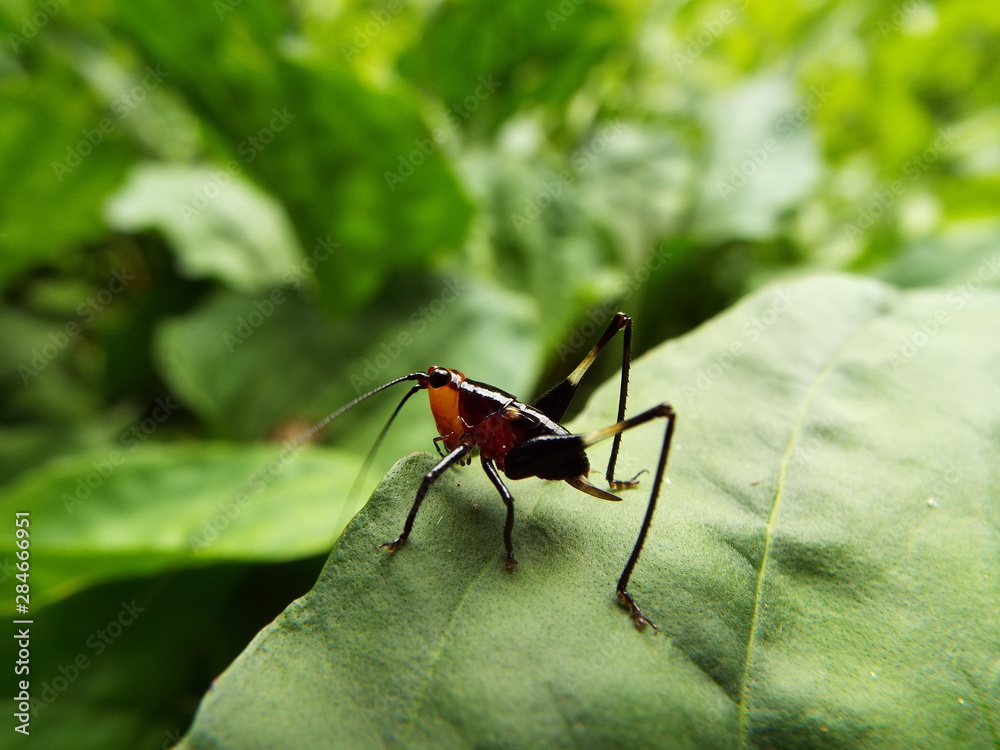 Naklejka premium ササキリ 幼体 grasshopper