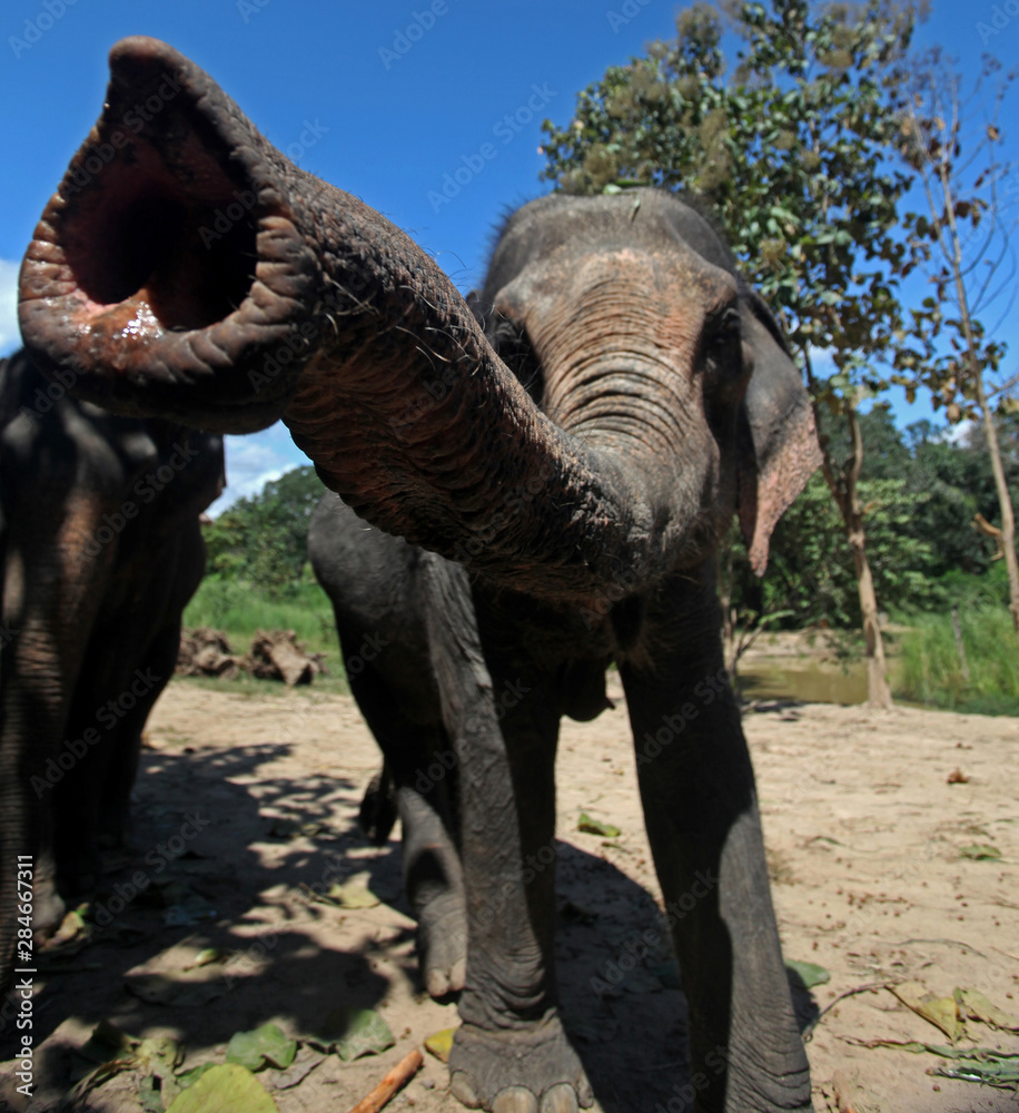 Fototapeta premium Nosey Elephant