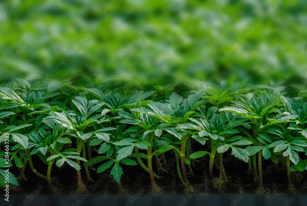 Fototapeta premium Rows of potted seedlings and young plants, selective focus