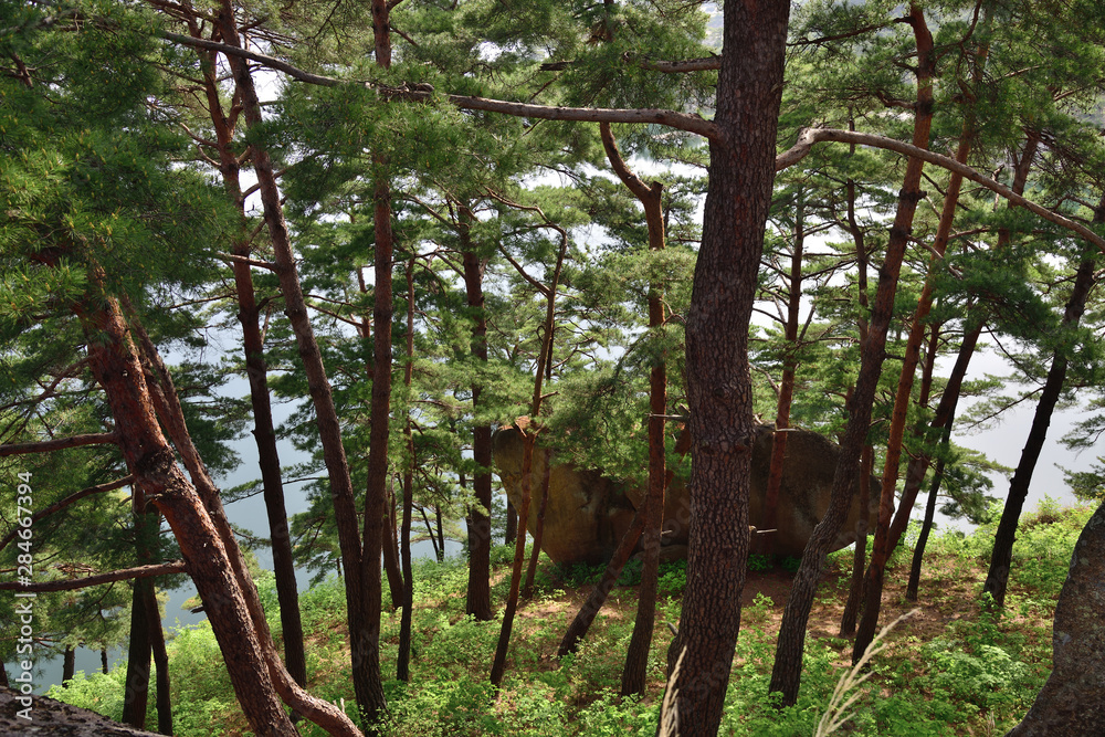 North Korean scenery. Red korean pine forest North Korean scenery. Red korean pine forest