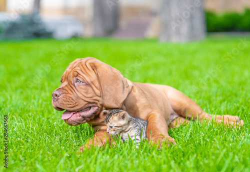 Bordeaux Mastiff puppy embracing baby bengal kitten on green summer grass and looking away
