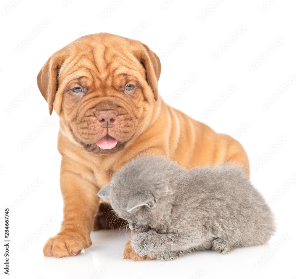 Playful gray kitten and mastiff puppy. isolated on white background