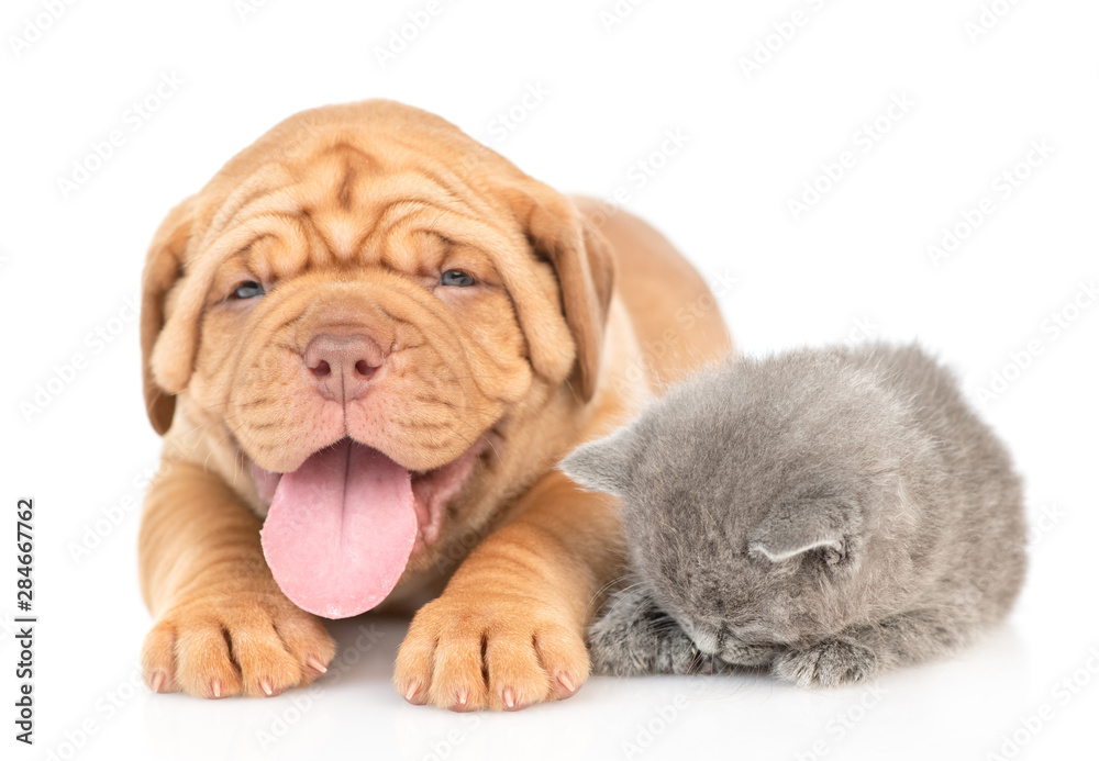 Mastiff puppy lying with sleepy baby kitten. isolated on white background Mastiff puppy lying with sleepy baby kitten. isolated on white background