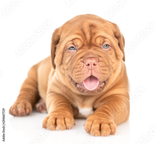 Portrait of a Bordeaux puppy lying in front view with open mouth. isolated on white background