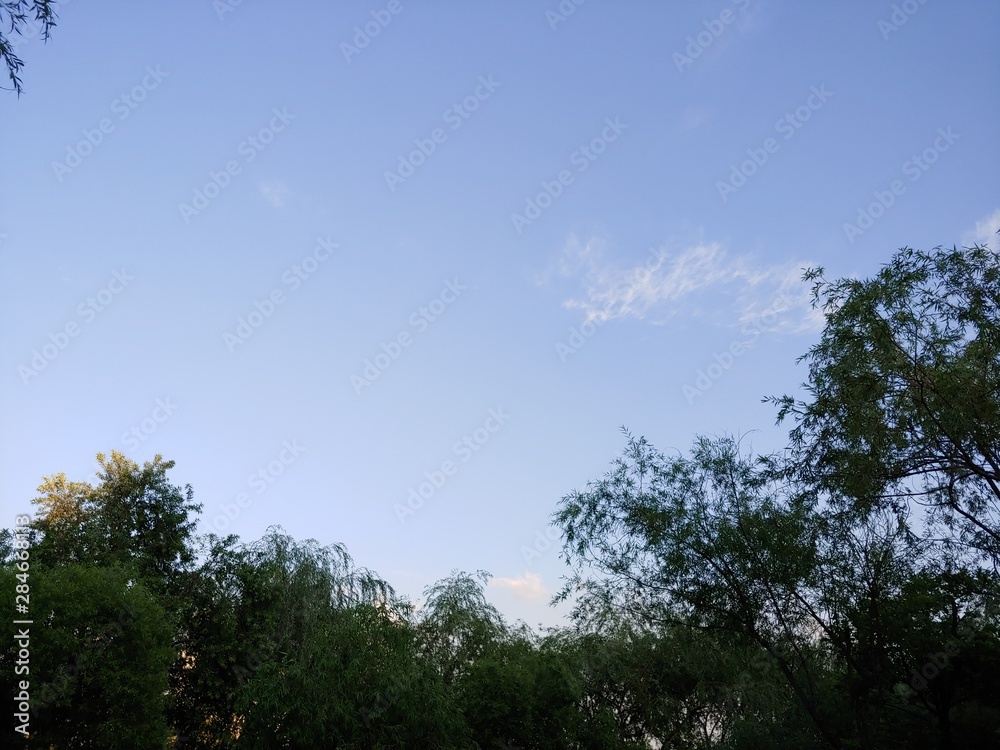 Sky with trees (clear sky in the daylight) Sky with trees (clear sky in the daylight)