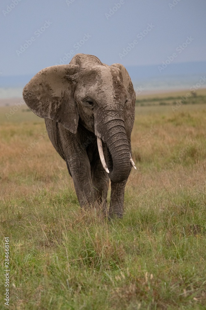 Fototapeta premium close up of African elephant in Masai Mara