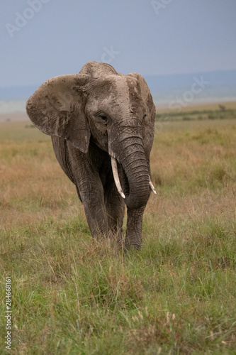close up of African elephant in Masai Mara