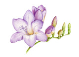 Watercolor illustration of violet fresh freesia. Hand painted lavander botanical freesia flower with green buds in the full bloom. Isolated on white background