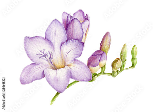 Watercolor illustration of violet fresh freesia. Hand painted lavander botanical freesia flower with green buds in the full bloom. Isolated on white background