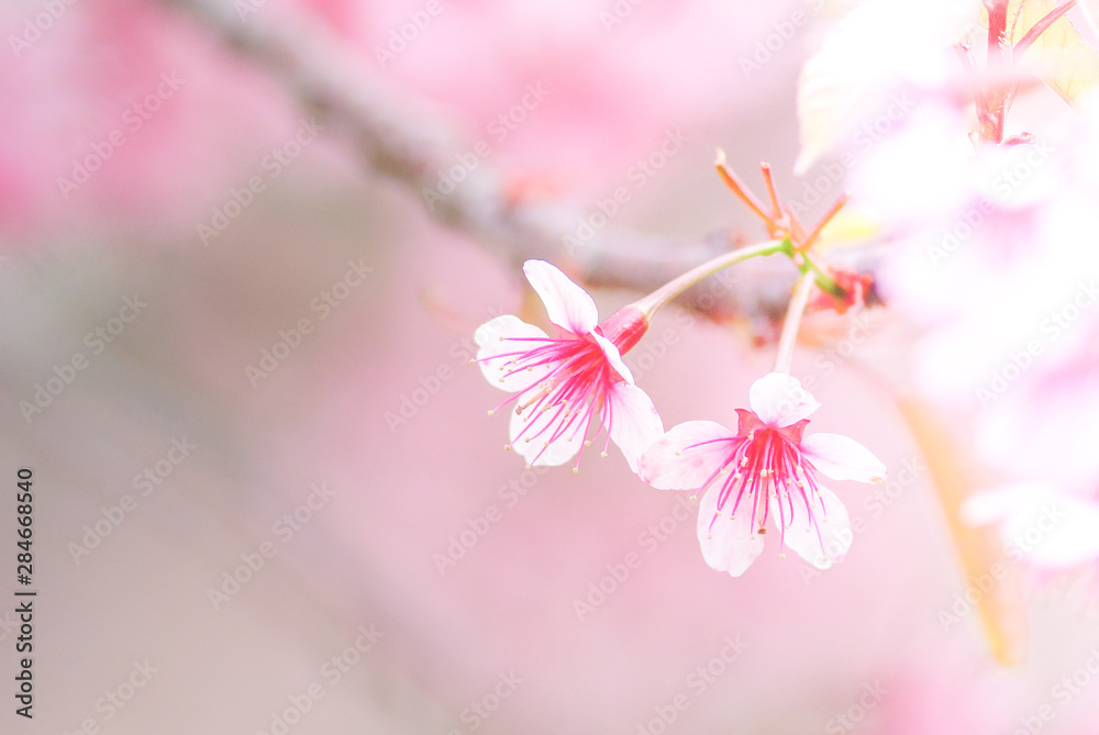Cherry Blossom in spring with soft focus, unfocused blurred spring cherry bloom, bokeh flower background, pastel and soft flower background. Cherry Blossom in spring with soft focus, unfocused blurred spring cherry bloom, bokeh flower background, pastel and soft flower background.