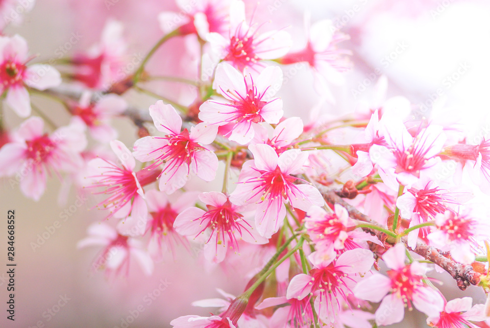 Cherry Blossom in spring with soft focus, unfocused blurred spring cherry bloom, bokeh flower background, pastel and soft flower background. Cherry Blossom in spring with soft focus, unfocused blurred spring cherry bloom, bokeh flower background, pastel and soft flower background.