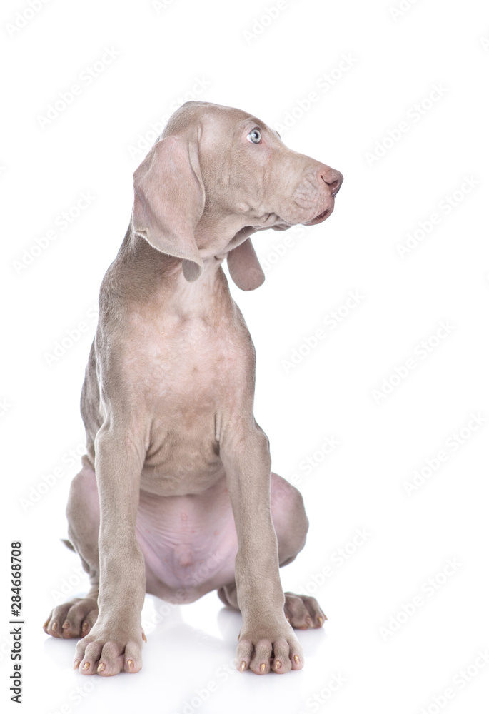 Weimaraner puppy sitting and looking away on empty space. isolated on white background Weimaraner puppy sitting and looking away on empty space. isolated on white background