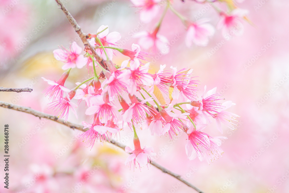 Spring time with beautiful cherry blossoms, pink sakura flowers.