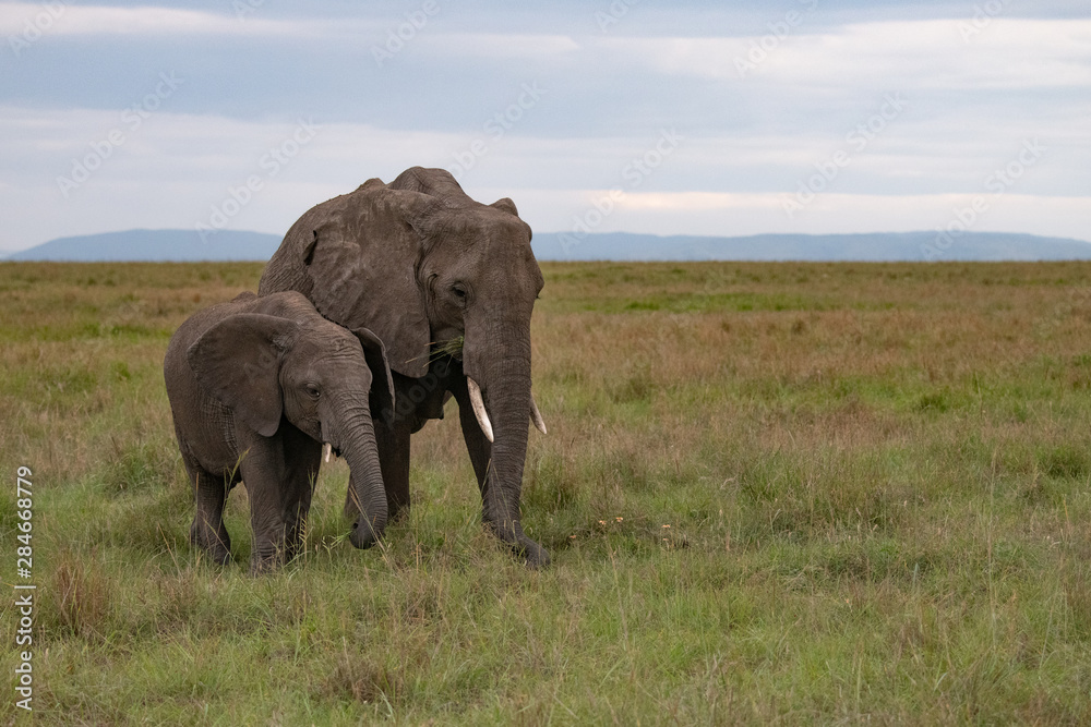 African elephant mother and calf in the Masai Mara kenya