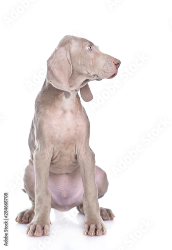 Weimaraner puppy sitting and looking away on empty space. isolated on white background