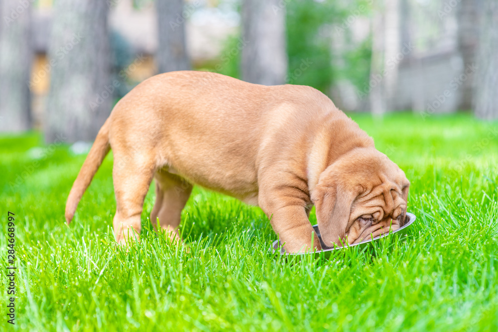 Dog eats from a metal bowl on green summer grass Dog eats from a metal bowl on green summer grass