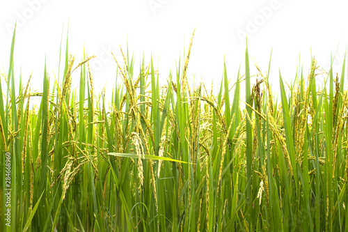 green rice plant on white background