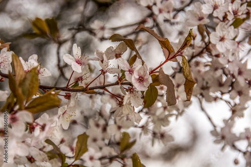 spring blossom in beatuful united kingdom photo