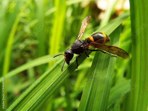 エントツドロバチ wasp