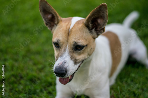 Fototapeta Naklejka Na Ścianę i Meble -  dog on green grass